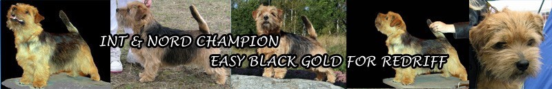 Norfolk Terrier International & Nordic champion Easy Black Gold For Redriff, Norfolk terrier