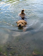Norfolk Terrier leo simmar