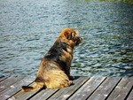 Norfolk Terrier Leo