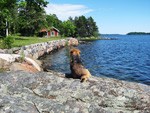 Norfolk Terrier leo