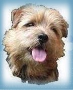 Norfolk terrier leo